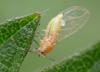 Trioza urticae